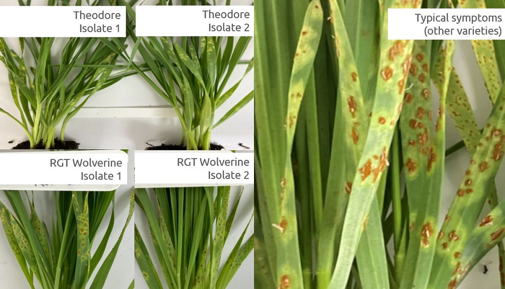 Wheat varieties infected with stem rust with variable levels of symptom expression